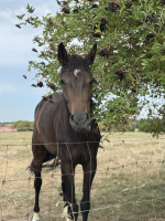 Vente de cheval : Mamba Sahrr